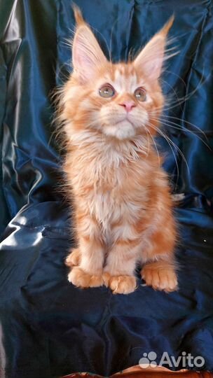 Котята мейн-кун полидакт в брид