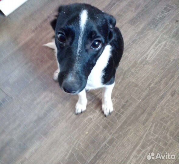 Джек рассел девочка