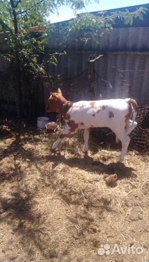 Телята бычки