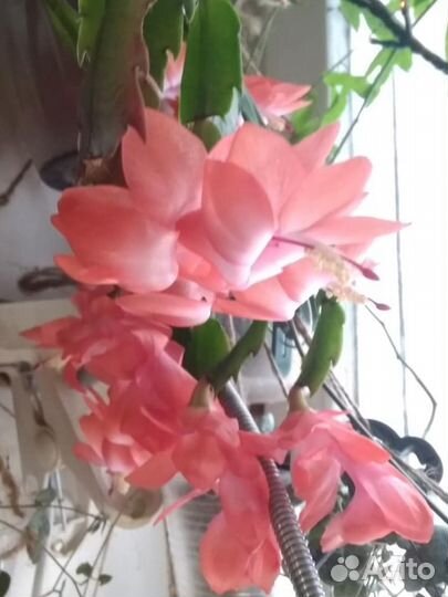 Декабрист шлюмбергера, рипсалидопсис