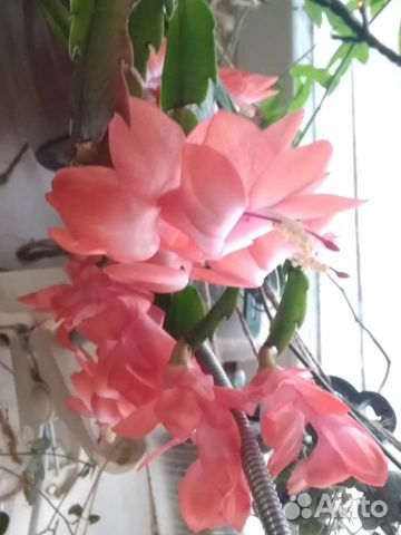 Декабрист шлюмбергера, рипсалидопсис