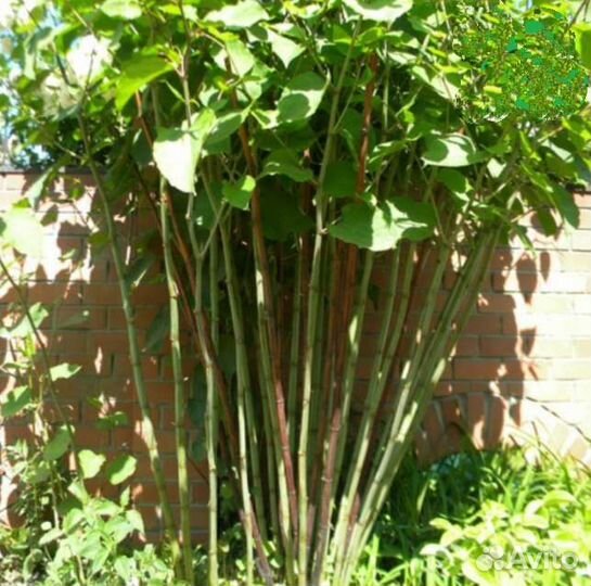 Сибирский бамбук саженцы