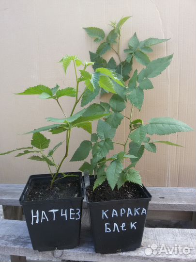 Ежевика, малина,клюква