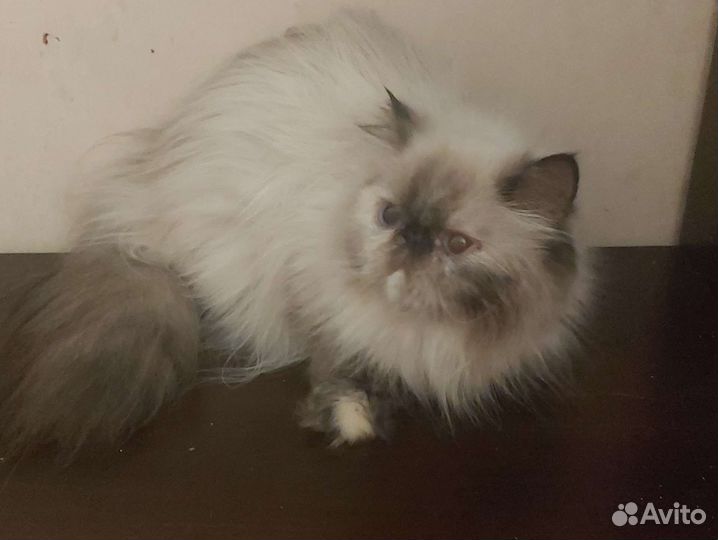 Персидская