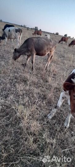 Бычков и тёлок