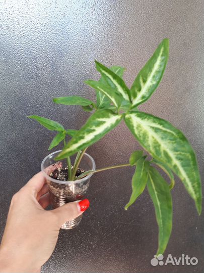 Сингониумы сортовые