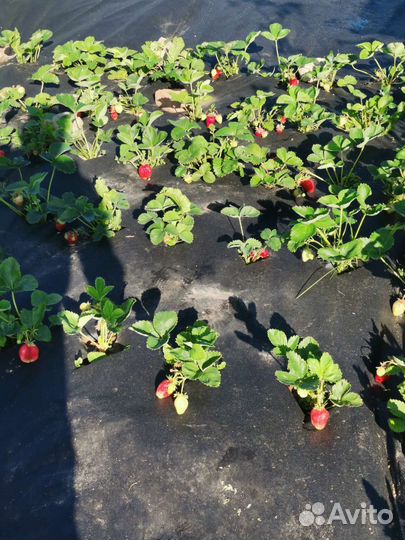 Клубника кусты