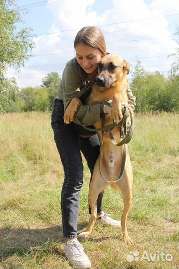 Спасите собаку из приюта