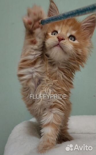 Котята мейн-кун