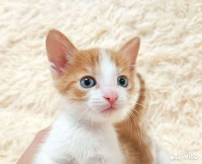 Котята в добрые руки)