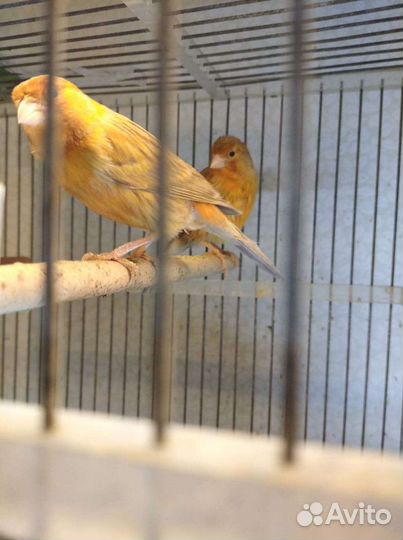Канарейки