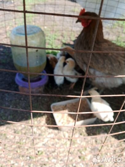 Цыплята несушки