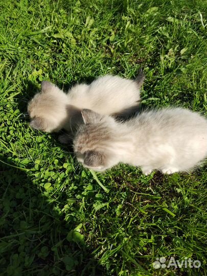 Котята в добрые руки бесплатно