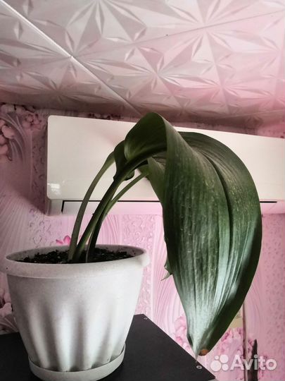 Эухарис амазонская лилия луковицы