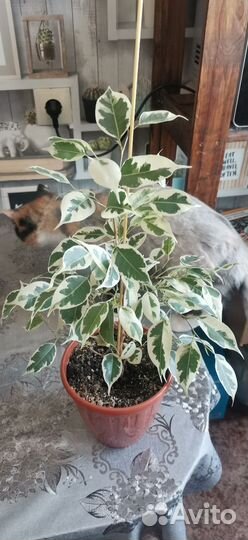 Фикус укорененные черенки