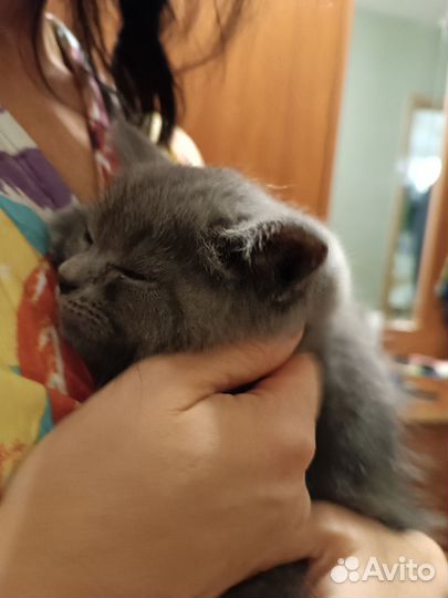 Котята в дар