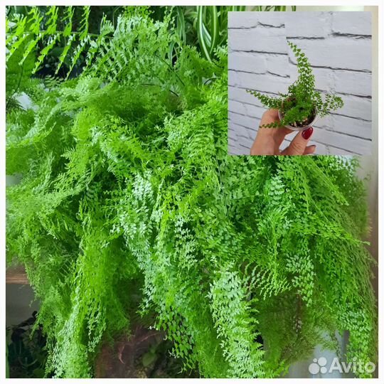 Папоротники