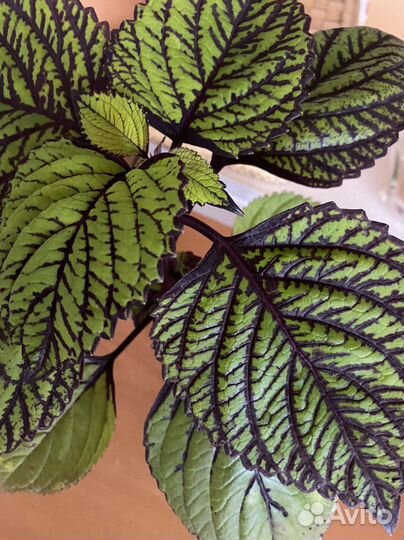 Колеус крапивка цветок