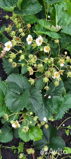 Рассада клубники