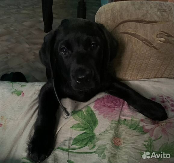 Лабрадор щенок