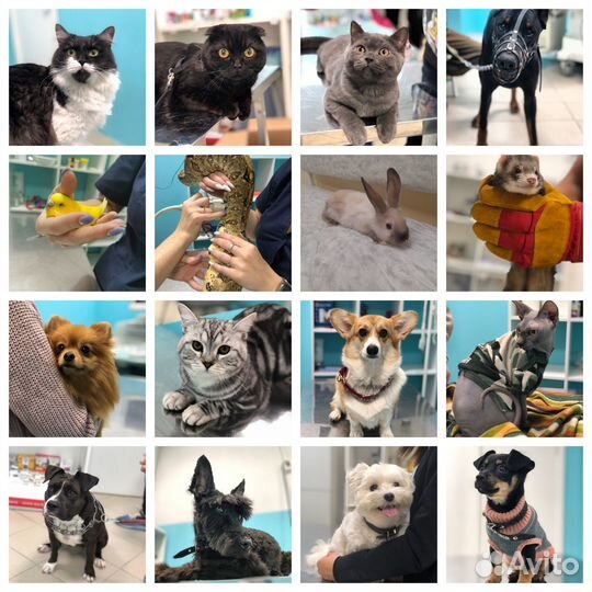 Льготная стерилизация кастрация вакцинация животны