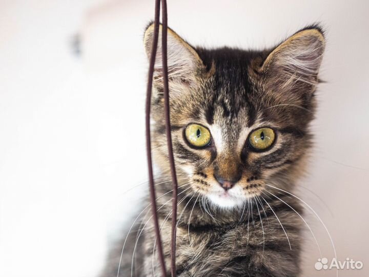 Котёнок 3 месяцев