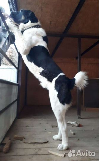 Алабай на вязку