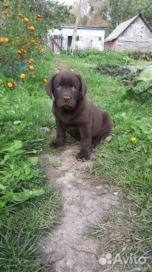 Лабрадор ретривер