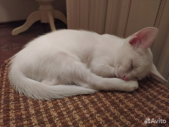 Турецкая ангора