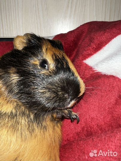 Морская свинка Мальчик ищет девочку для секса