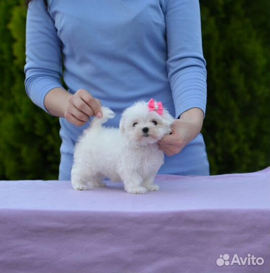 Девочка Мальтезе