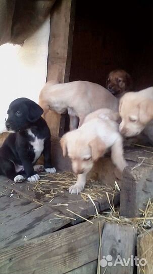 Щенки