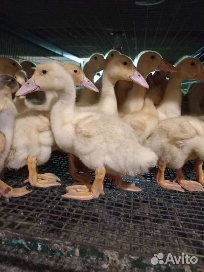 Утята подрощенные 3-8 нед