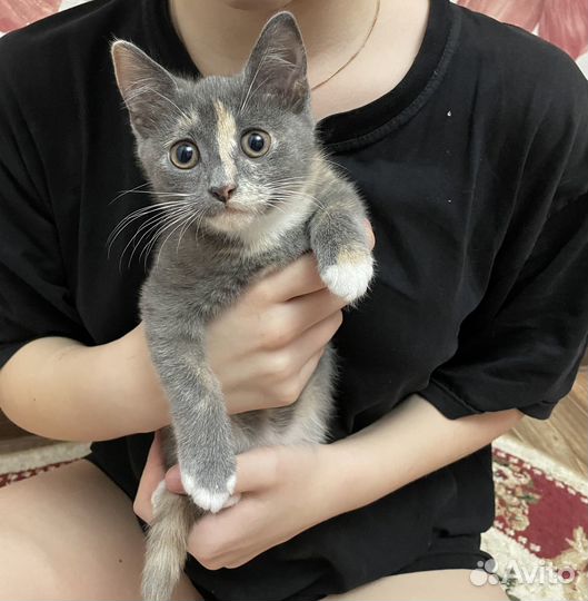 Кошки