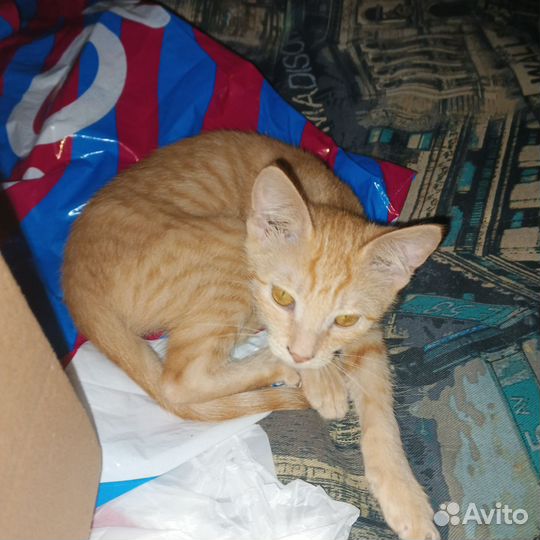 Котята в добрые руки