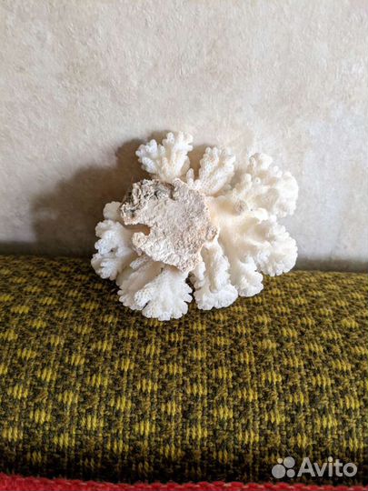 Белый объемный коралл