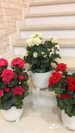 Пеларгония искусственная