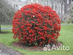 Растения для сада и ландшафтного дизайна