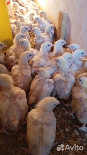 Бройлер Кобб