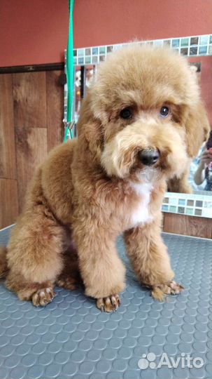 Стрижка собак и кошек