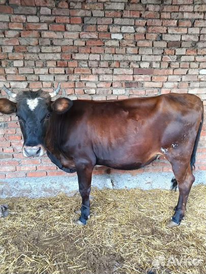 Первотелка на мясо