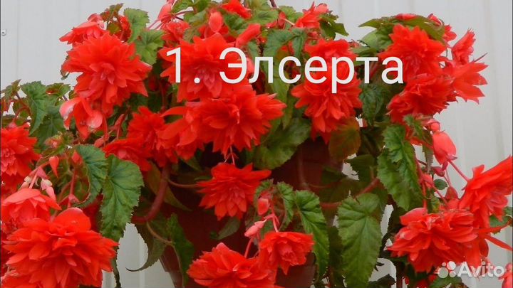 Бегония ампельная