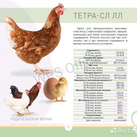 Инкубационное яйцо Венгерский великан и несушка