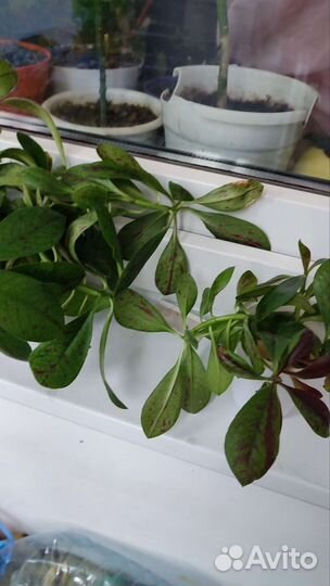 Малочай 2 вида