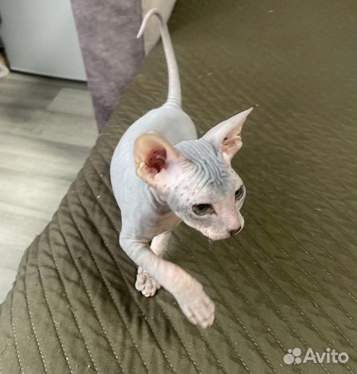 Донской сфинкс