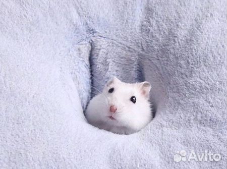 Красивые джунгарские хомячки из питомника