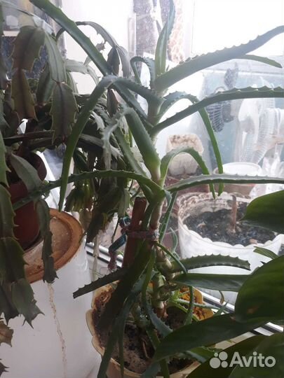 Комнатные цветы