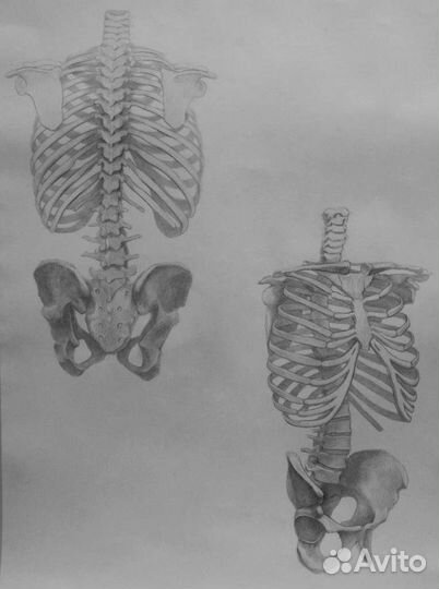 Учебный рисунок. Скелет