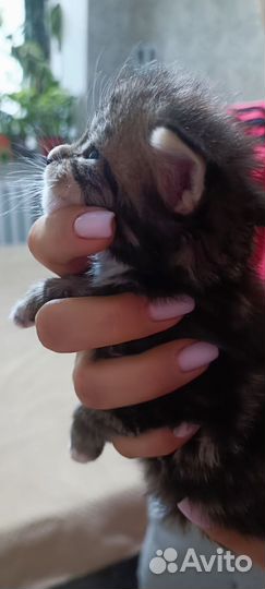 Котенок мейн-кун
