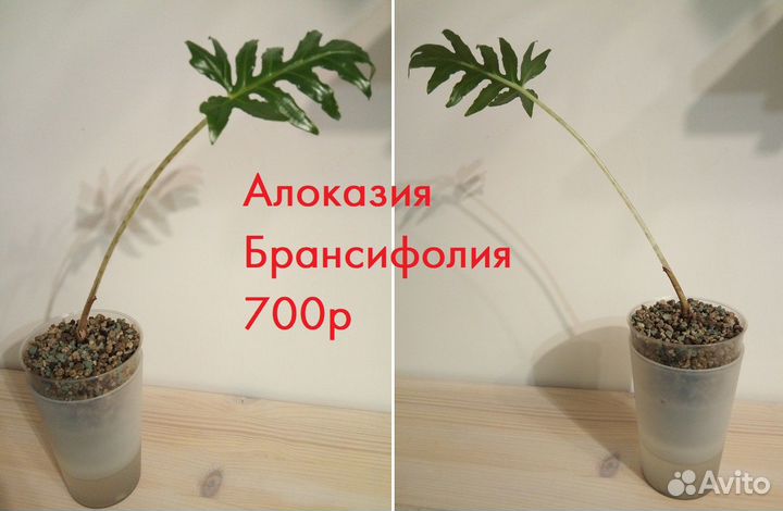 Алоказии Мело, Брансифолия Brancifolia / Pink Pass